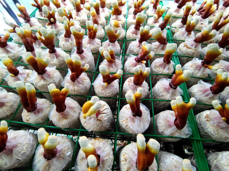 鹿角灵芝菌包活体菌种特色观赏食用庭院阳台种植