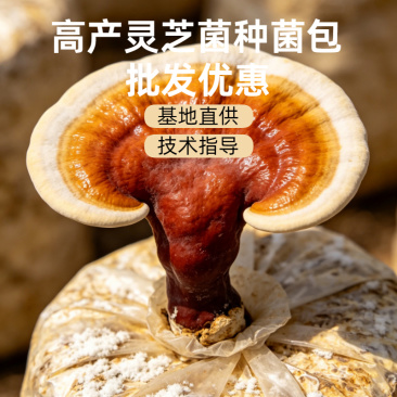 赤灵芝菌包仿野生种植高有效成分基地直供批发零售