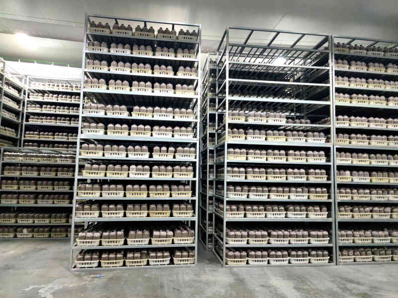 赤灵芝菌包仿野生种植高有效成分基地直供批发零售
