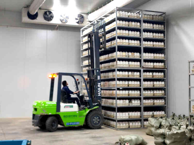 赤灵芝菌包仿野生种植高有效成分基地直供批发零售