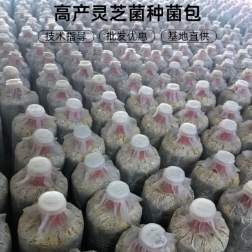 黑灵芝菌种包袋料栽培易出芝家庭养生种植包邮送技术