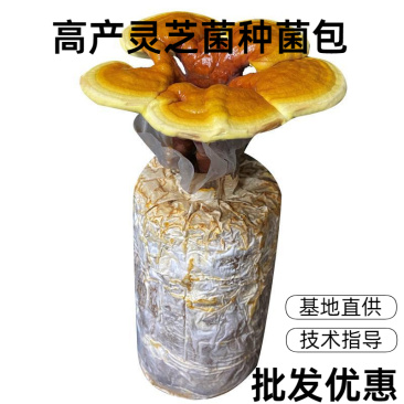 灵芝菌包赤芝大棚室内种植成活率高易出菇产地直供