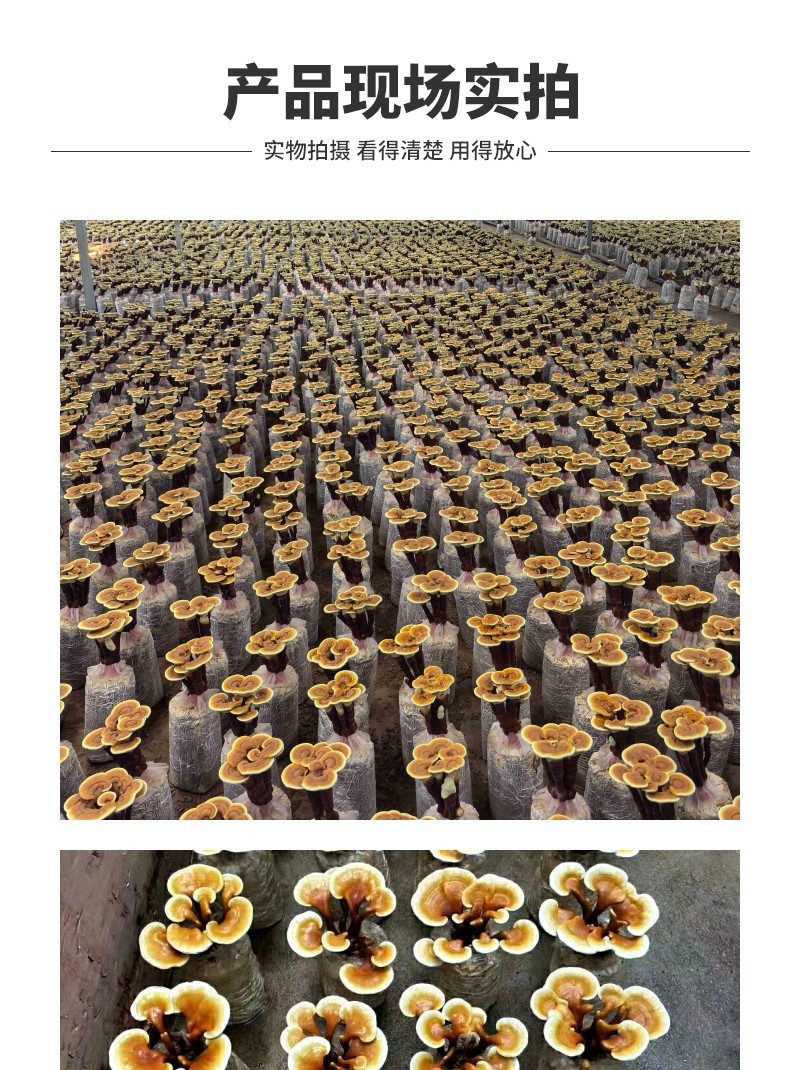 灵芝菌包赤芝大棚室内种植成活率高易出菇产地直供
