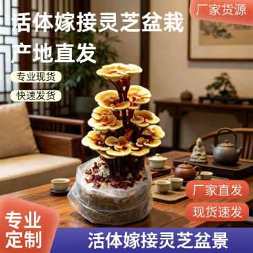 活体嫁接灵芝盆景批发活体灵芝盆栽盆景灵芝菌包厂家