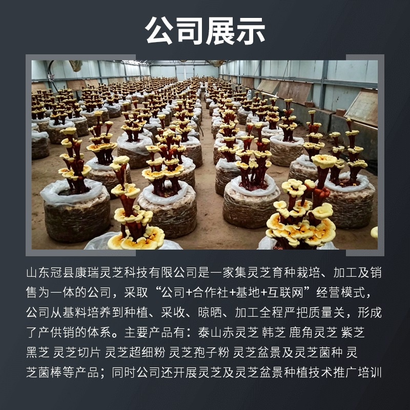 活体嫁接灵芝盆景批发活体灵芝盆栽盆景灵芝菌包厂家