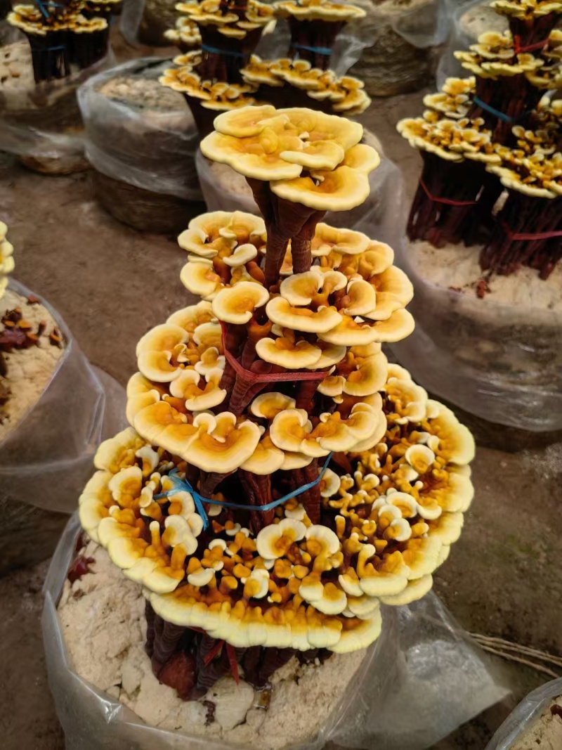 活体嫁接灵芝盆景批发活体灵芝盆栽盆景灵芝菌包厂家