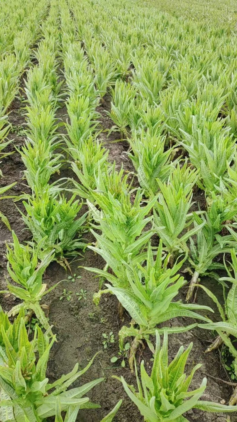 精品莴苣条形好长直货量大按需分拣打捆现场看货满意了再装