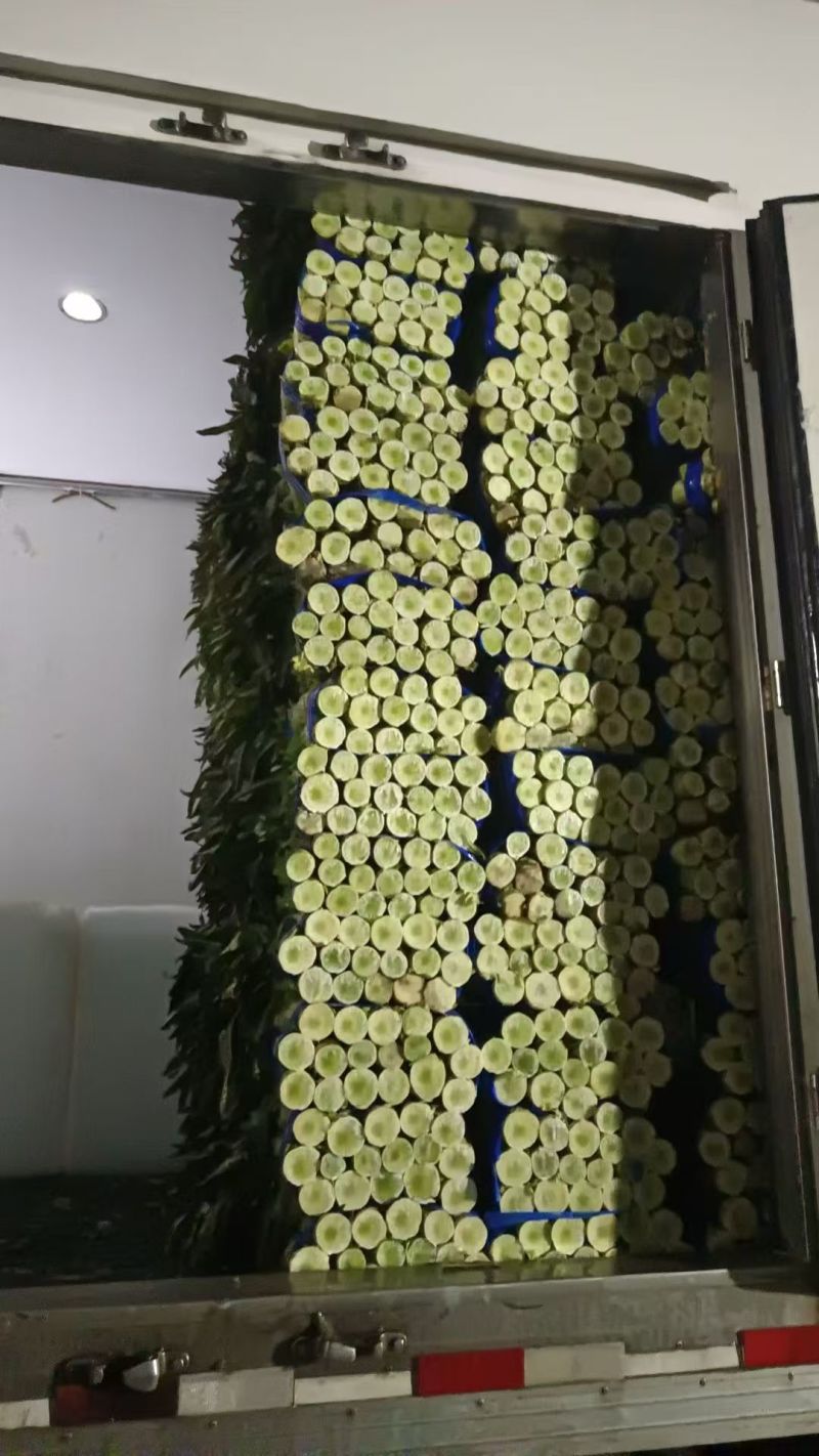 精品莴苣条形好长直货量大按需分拣打捆现场看货满意了再装