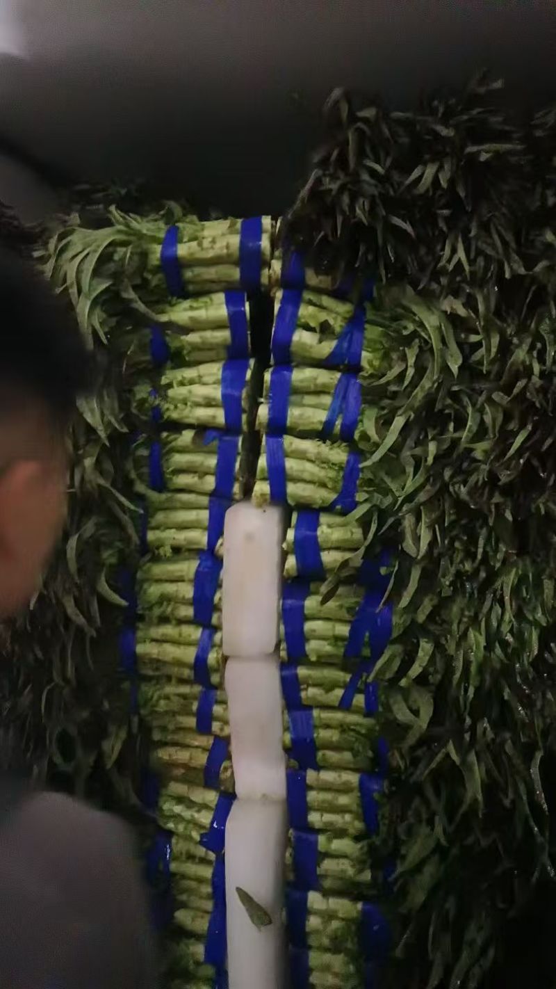 精品莴苣条形好长直货量大按需分拣打捆现场看货满意了再装