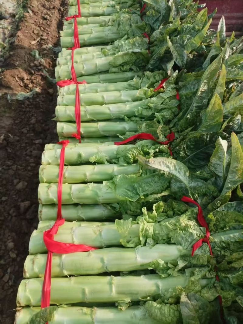 精品莴苣条形好长直货量大按需分拣打捆现场看货满意了再装