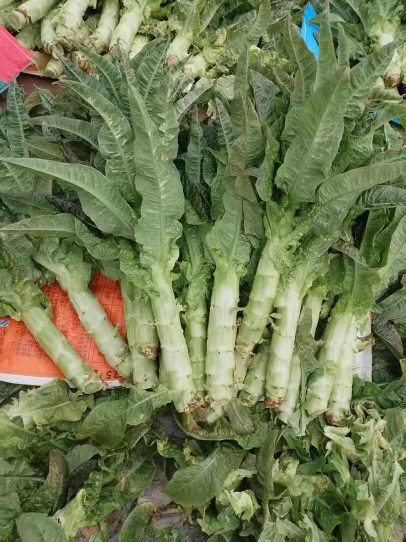 山东临沂郯城青皮莴笋不糠心水分足净菜杆子半叶全叶都有打