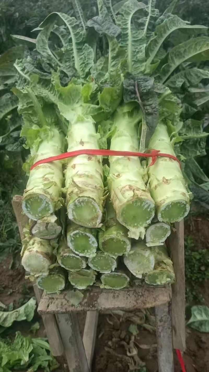 山东临沂郯城青皮莴笋不糠心水分足净菜杆子半叶全叶都有打