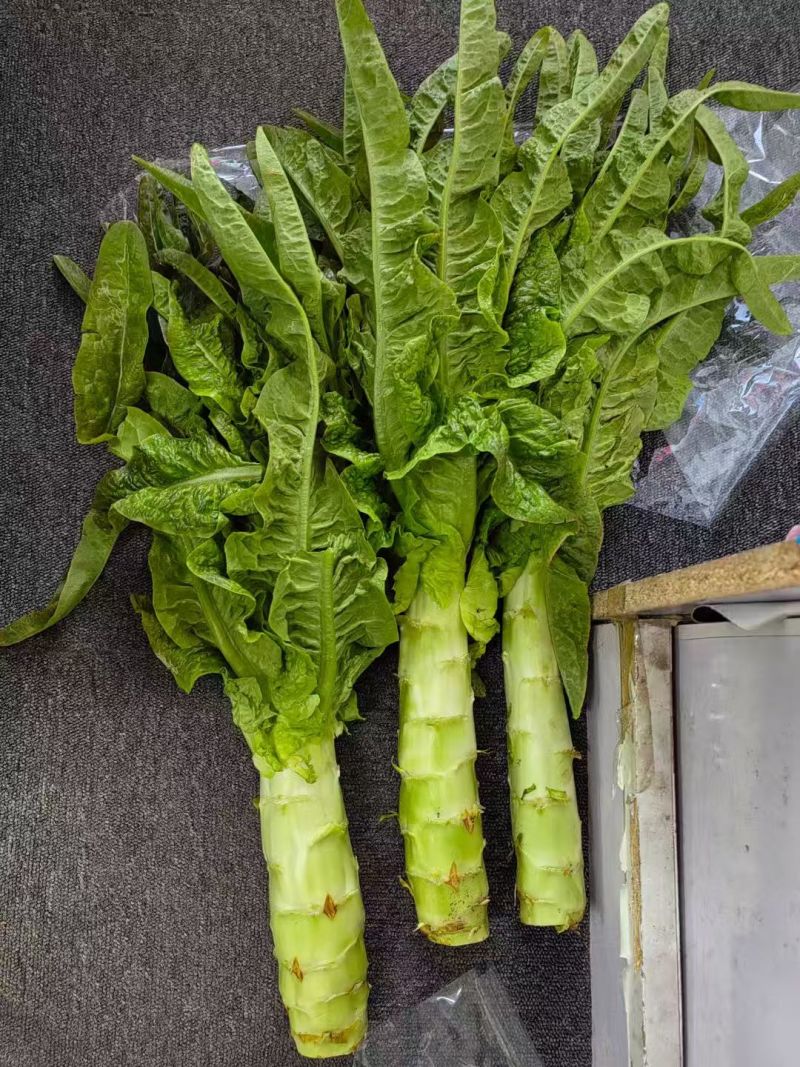 山东临沂郯城青皮莴笋不糠心水分足净菜杆子半叶全叶都有打