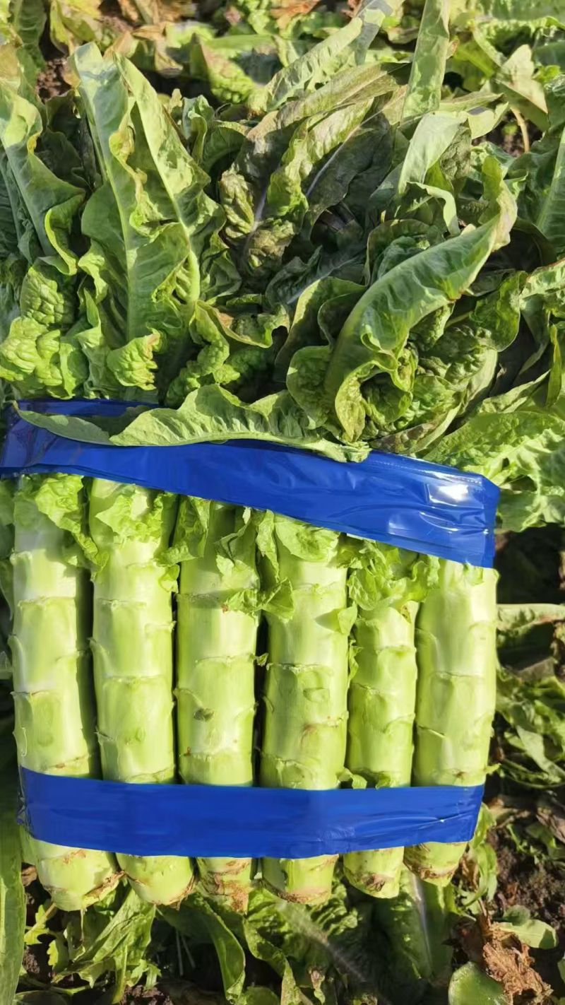 山东临沂郯城青皮莴笋不糠心水分足净菜杆子半叶全叶都有打