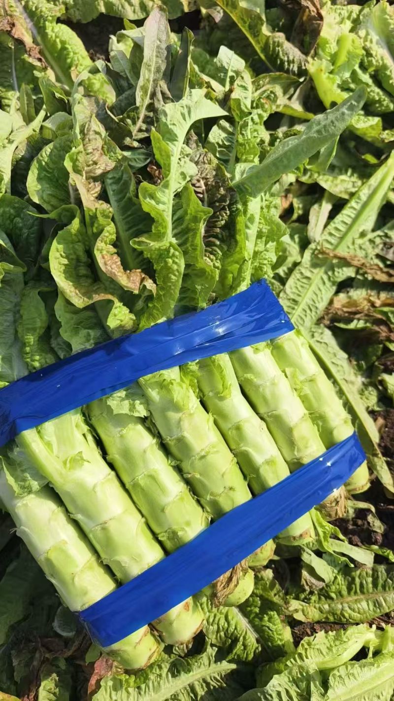 山东临沂郯城青皮莴笋不糠心水分足净菜杆子半叶全叶都有打