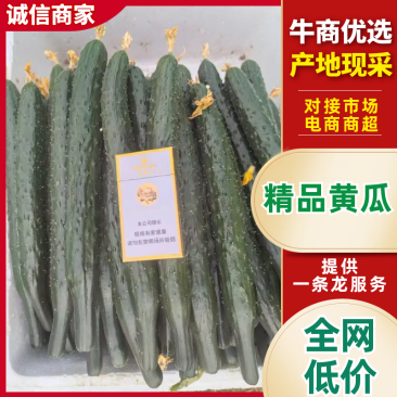 黄瓜密刺黄瓜商丘黄瓜产地一手货源对接全国量大优惠
