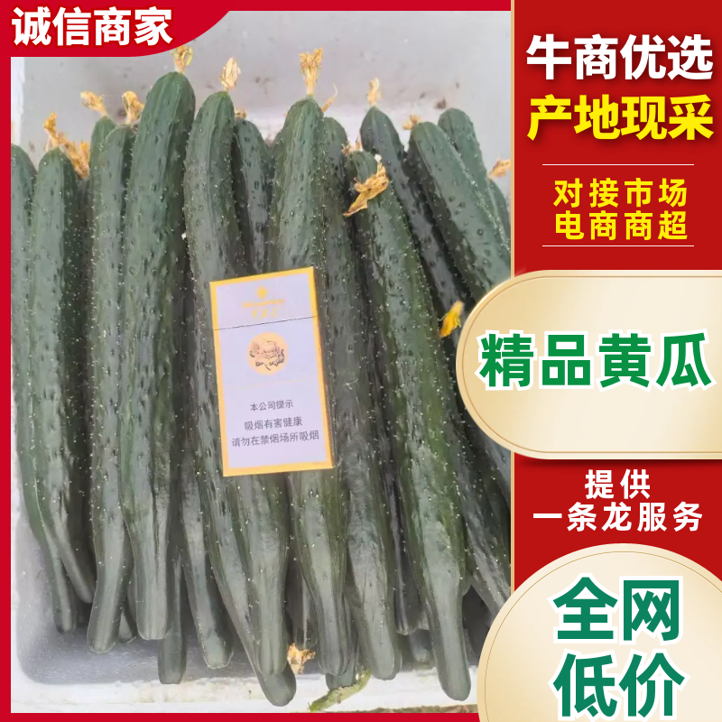黄瓜密刺黄瓜商丘黄瓜产地一手货源对接全国量大优惠