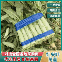 山东红尖叶莴苣条形好货量大耐运输不烧心空心杆子半叶全叶