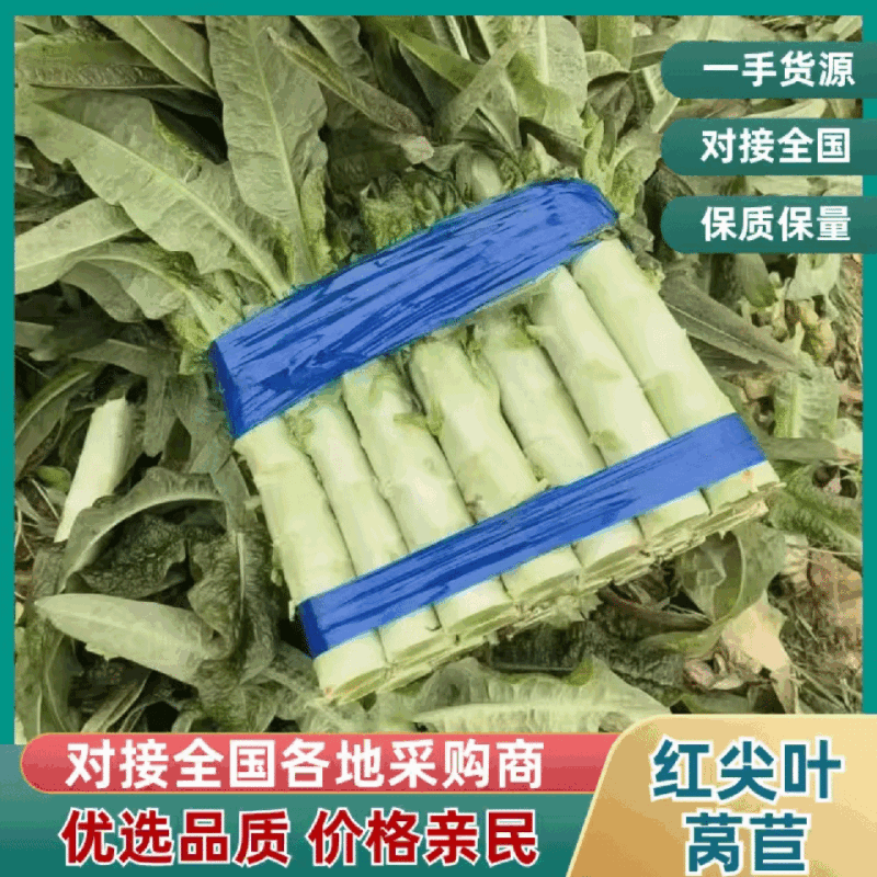 山东红尖叶莴苣条形好货量大耐运输不烧心空心杆子半叶全叶