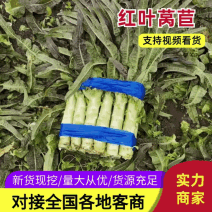 山东临沂郯城青皮莴笋不糠心水分足净菜杆子半叶全叶都有打