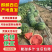 河南商丘夏邑县26年头茬麒麟西瓜品质佳货源稳定