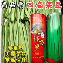 四扁架豆种子鹏程万里早熟四扁豆宽扁无筋芸豆春秋四季豆种子