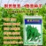割茬茼蒿种子中叶皇帝菜茼蒿菜耐热春秋季蔬菜种子四季播种