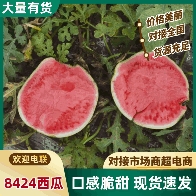 8424西瓜基地直供现摘现发可实地、视频看货欢迎采购
