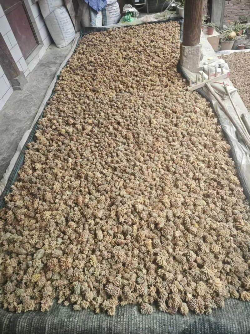 优质松花粉产地直发量大从优可对接全国客商欢迎采购品质保障