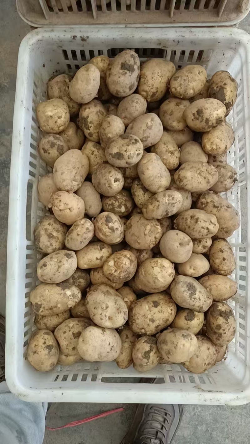 恩施马尔科小土豆，精品现货速发，保质保量欢迎选购