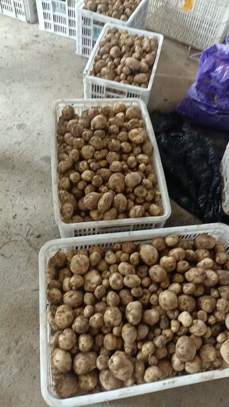 恩施马尔科小土豆，精品现货速发，保质保量欢迎选购