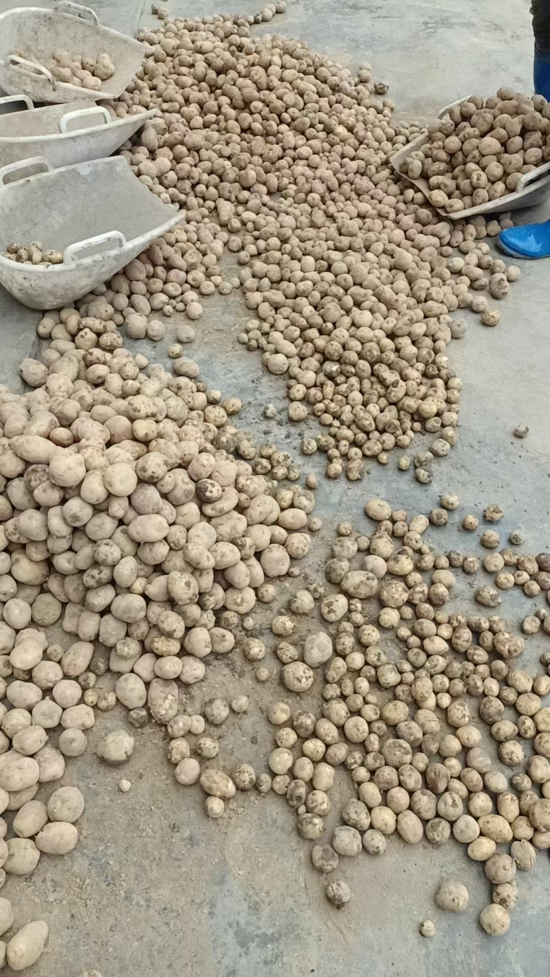 恩施马尔科小土豆，精品现货速发，保质保量欢迎选购