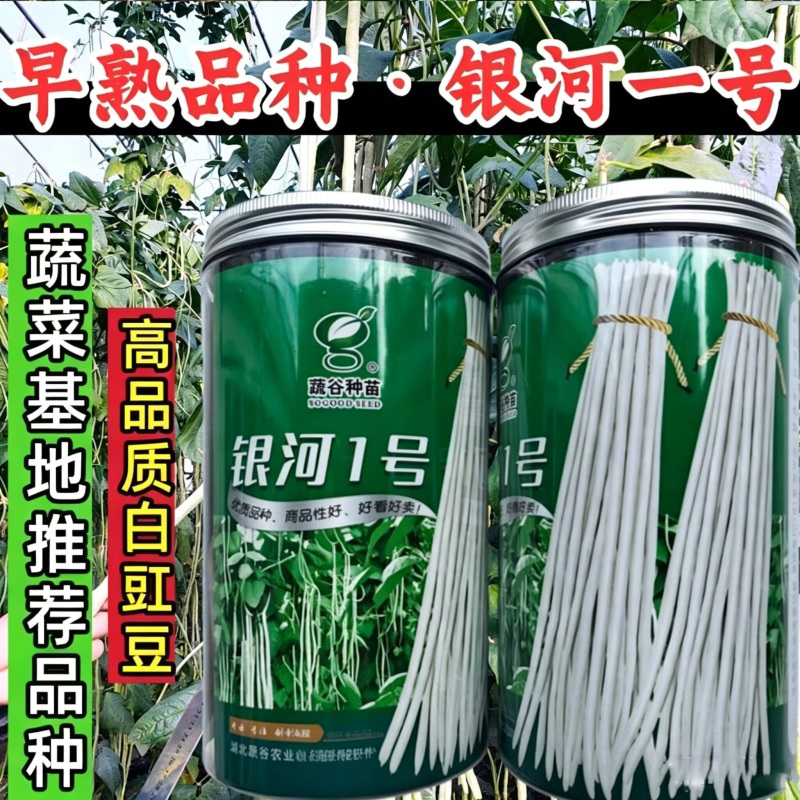 早熟白豇豆种子蔬谷银河一号白皮长豆角白玉豆角春秋白豇豆种