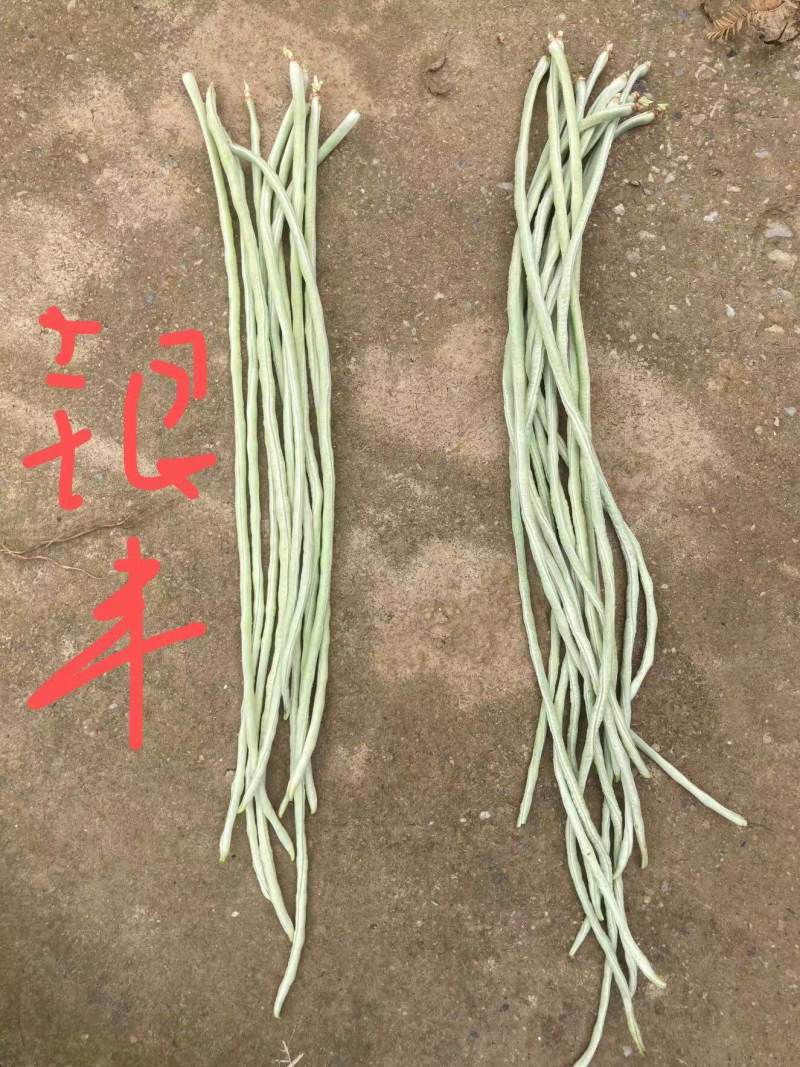 早熟白豇豆种子蔬谷银河一号白皮长豆角白玉豆角春秋白豇豆种