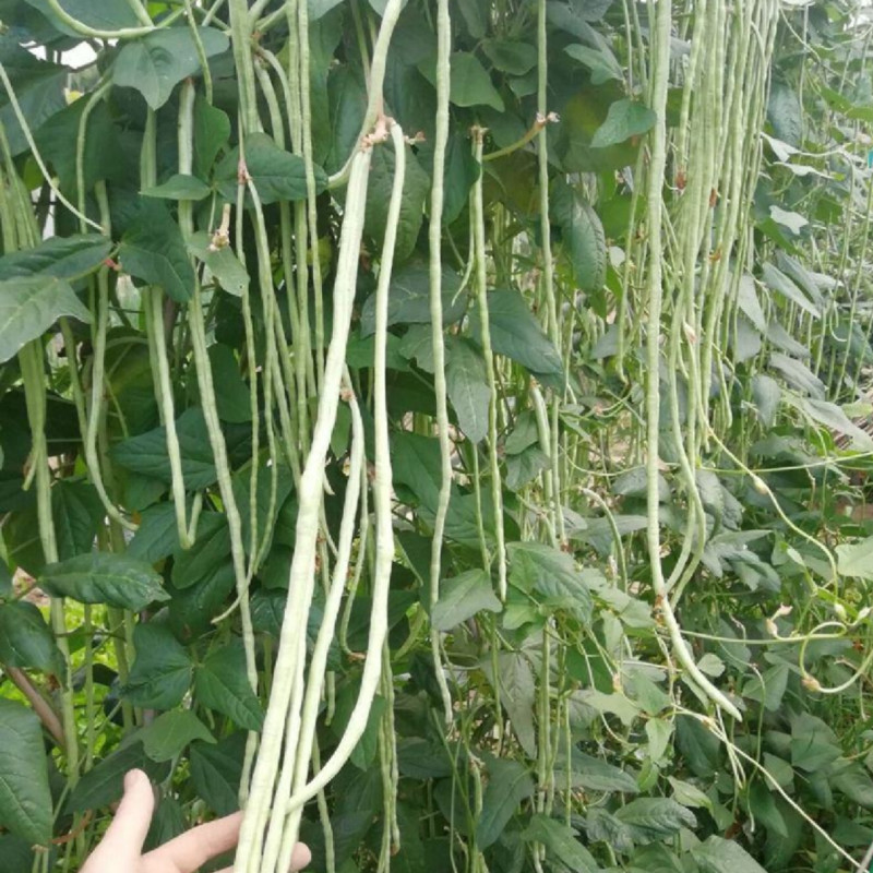 早熟白豇豆种子蔬谷银河一号白皮长豆角白玉豆角春秋白豇豆种