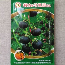 利农4号贝贝南瓜种子墨绿皮高产板栗南瓜粉甜香糯小南瓜种籽