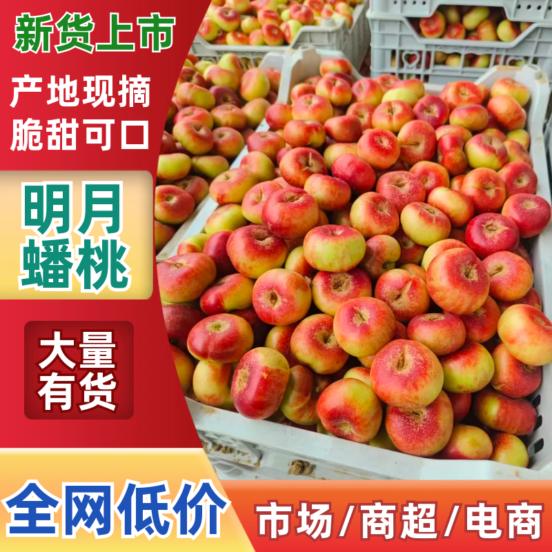 明月蟠桃桃子几十万斤品质保障价格美丽可对接全国客商