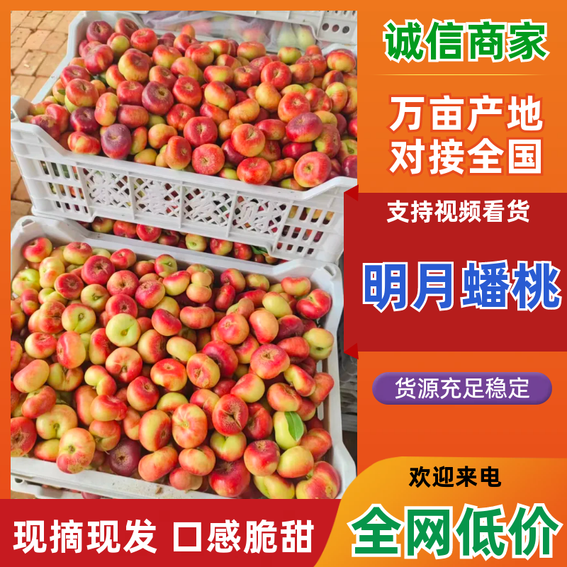明月蟠桃桃子几十万斤品质保障价格美丽可对接全国客商
