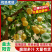 金太阳杏【大荔金太阳杏】诚信经营，客户至上！