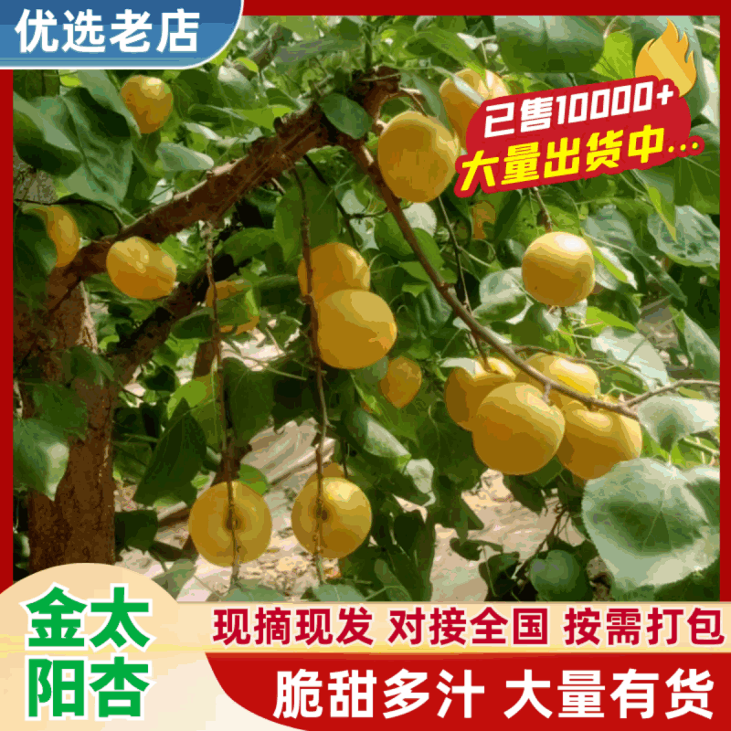 金太阳杏【大荔金太阳杏】诚信经营，客户至上！