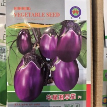 华星湘早茄种子早熟果皮紫黑椭圆型圆茄子种子