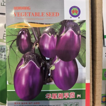 华星湘早茄种子早熟果皮紫黑椭圆型圆茄子种子