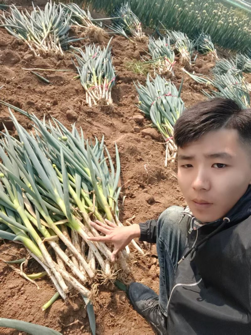 山东精品铁杆大葱中粗长条杆子46葱白30万亩基地现货现发