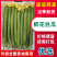 《鲜花丝瓜》现货供应/现摘现发/产地批发/提供一条龙服务