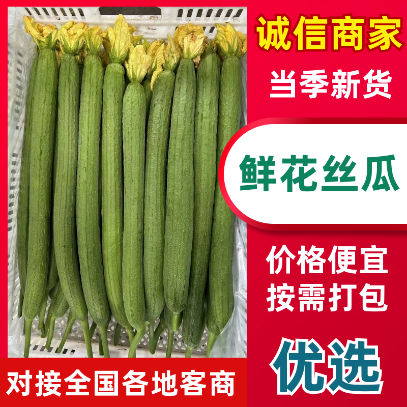 《鲜花丝瓜》现货供应/现摘现发/产地批发/提供一条龙服务