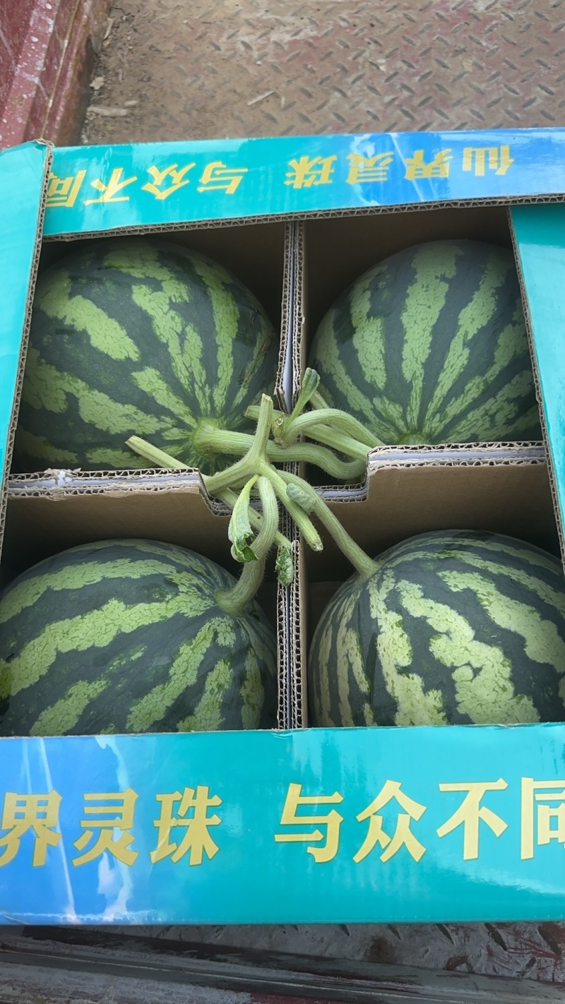 河南夏邑西瓜/无籽美都西瓜品质保证可售后，好货