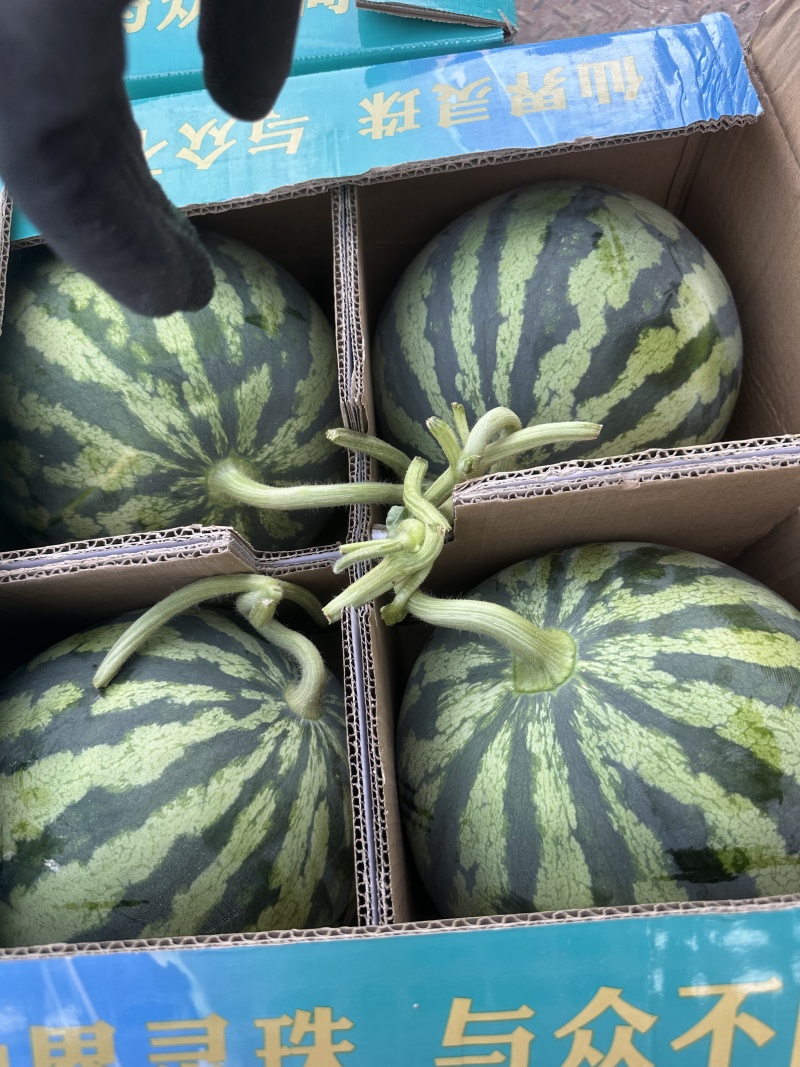 产地直发河南无籽美都，大量上市对接全国保质保量