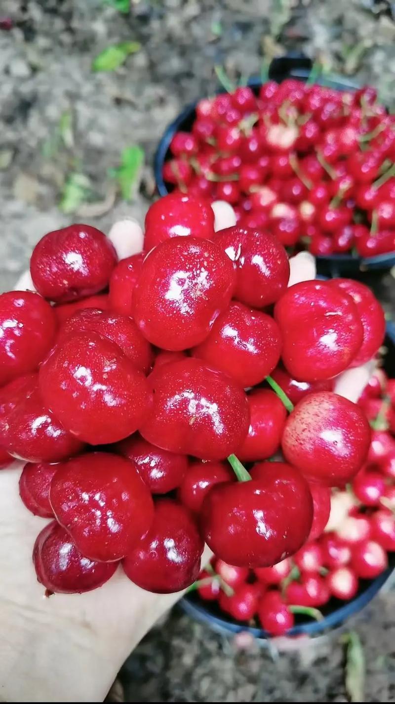 陕西大樱桃基地直发视频看货保质保量一手货源