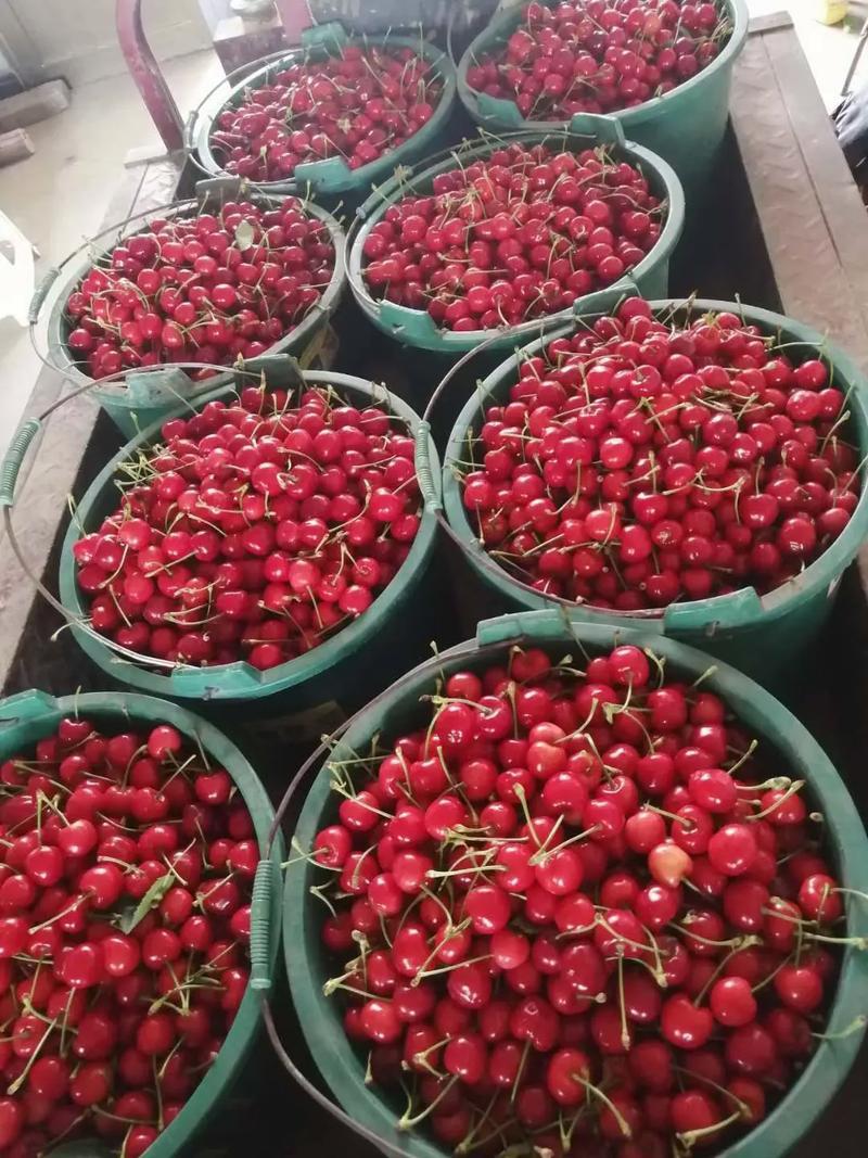 陕西大樱桃基地直发视频看货保质保量一手货源