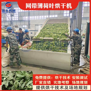 网带薄荷叶烘干设备薄荷叶烘干机水薄荷水益母干燥机